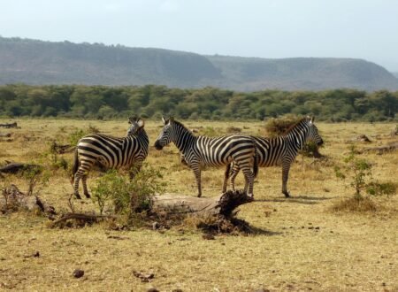 2 days Tanzania safari to Lake Manyara and Ngorongoro crater