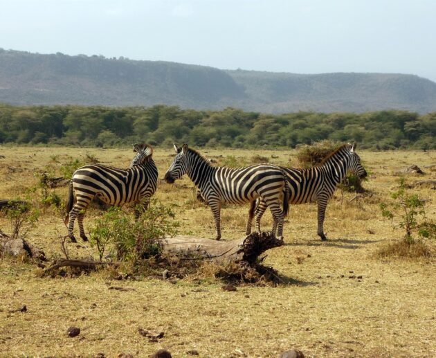 2 days Tanzania safari to Lake Manyara and Ngorongoro crater