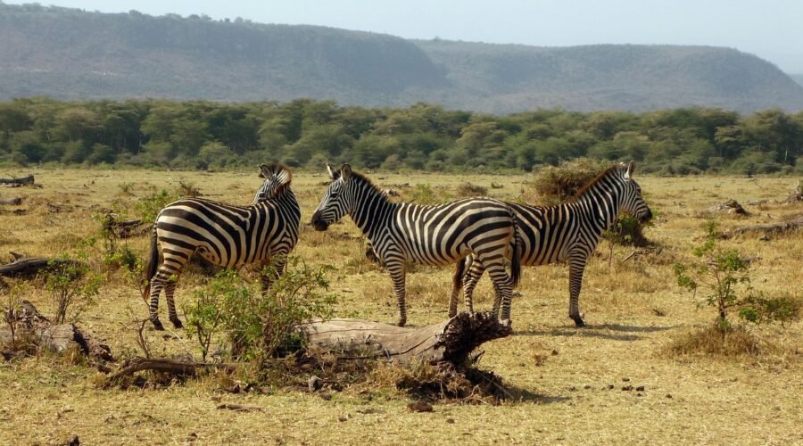 2 days Tanzania safari to Lake Manyara and Ngorongoro crater