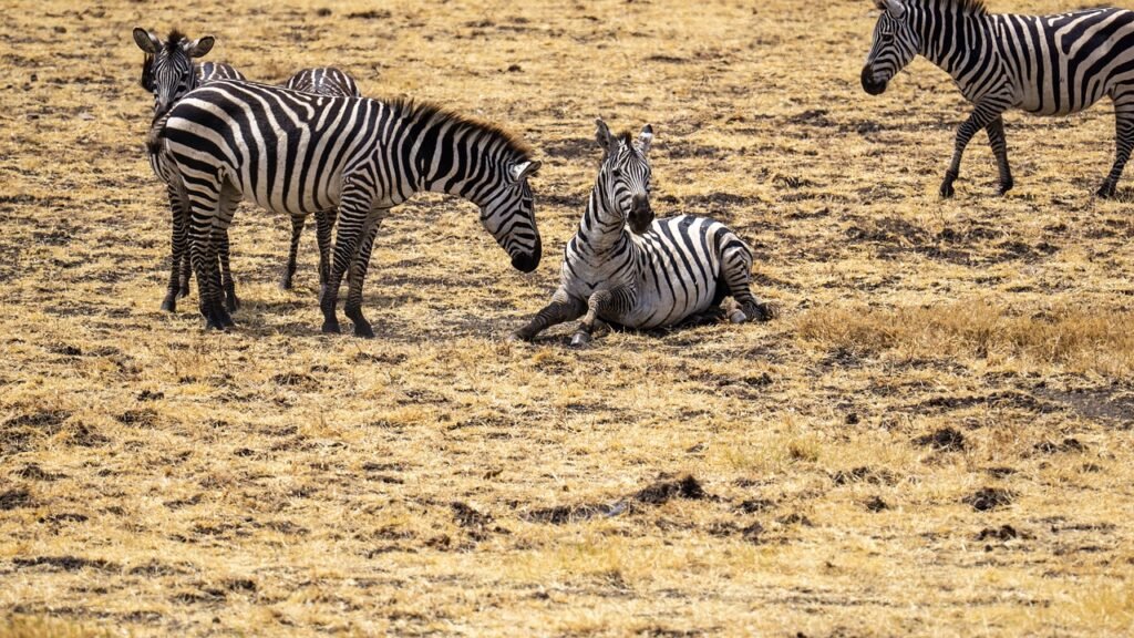 3 days Tanzania safari
