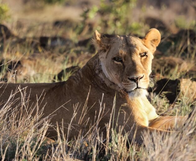 best 8 days Masai Mara greatest safari in Kenya