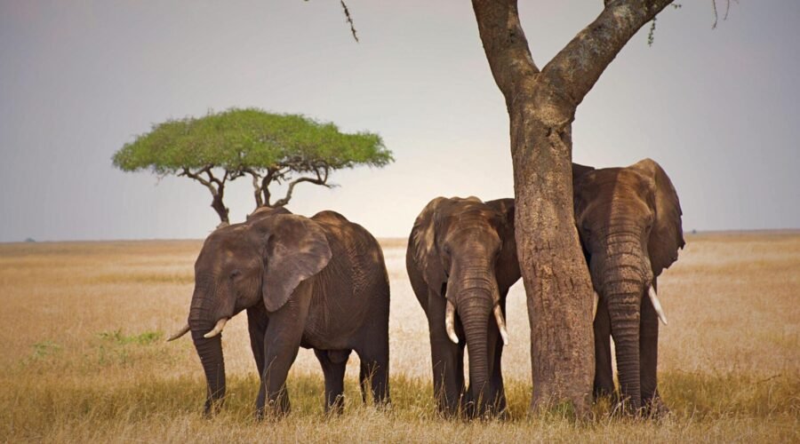 2 Days Tanzania safari Tarangire & Ngorongoro
