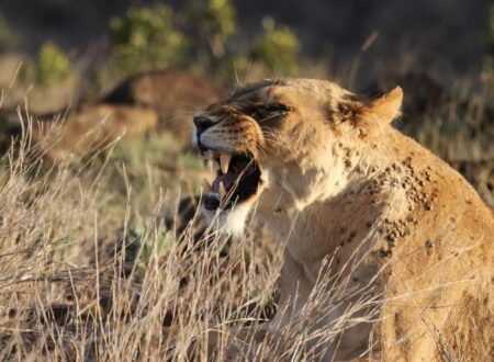 Most Popular Day trip Ngorongoro