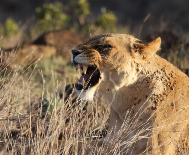 Most Popular Day trip Ngorongoro