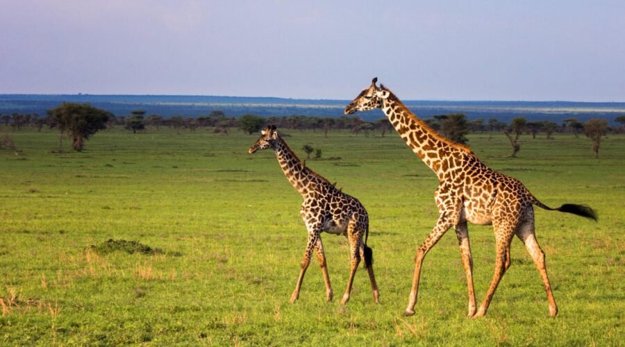 The best African Ngorongoro Crater in Tanzania