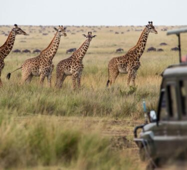 2-days Tanzania Small Group Sharing Safari 2025/2026