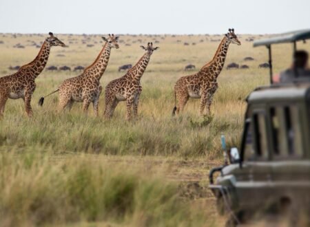 2 Days Tanzania Small Group Sharing Safari