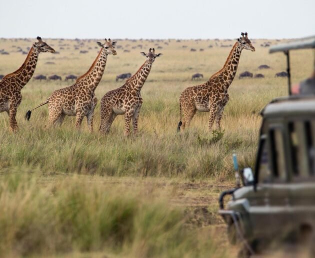 2 Days Tanzania Small Group Sharing Safari