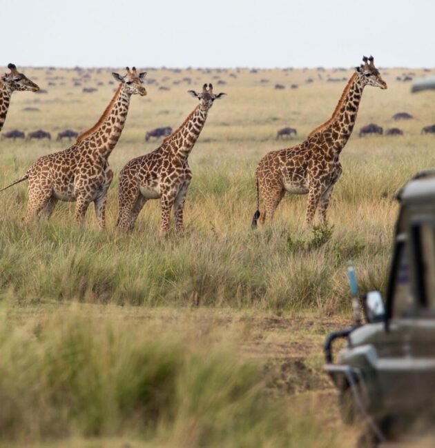 2 Days Tanzania Small Group Sharing Safari