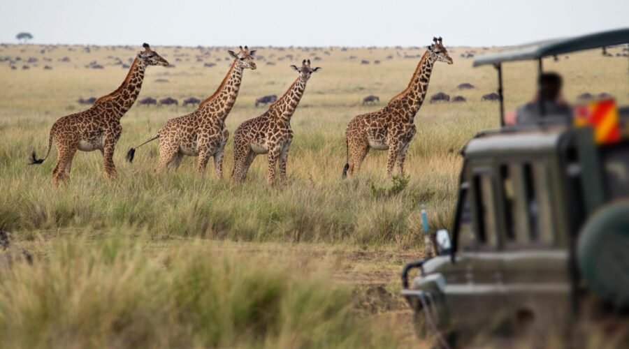 2 Days Tanzania Small Group Sharing Safari