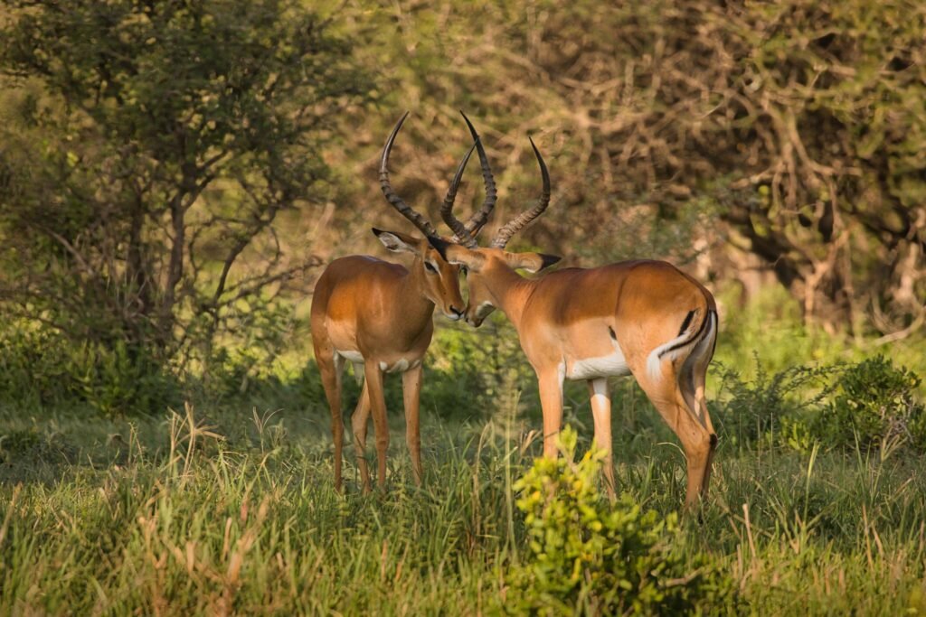Tanzania Five Days Safari Itinerary for Arusha N.P, Manyara, Tarangire, Serengeti & Ngorongoro 2024