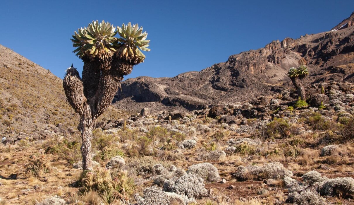 6 - 7 days Machame route Kilimanjaro climb join group