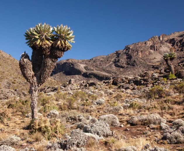 Kilimanjaro hiking joining group Marangu route 5 - 6 days