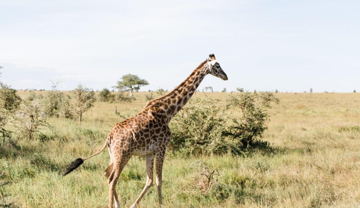 3 Days Tanzania sharing safaris