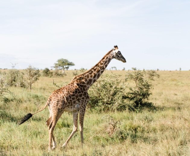 3 Days Tanzania sharing safaris