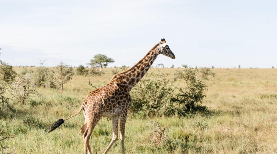 3 Days Tanzania sharing safaris