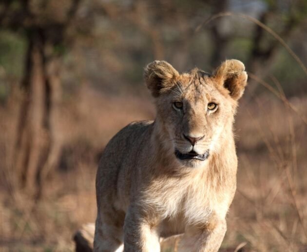 6 Days Tanzania Sharing Safari in Arusha N.P, Manyara, Tarangire, Serengeti & Ngorongoro