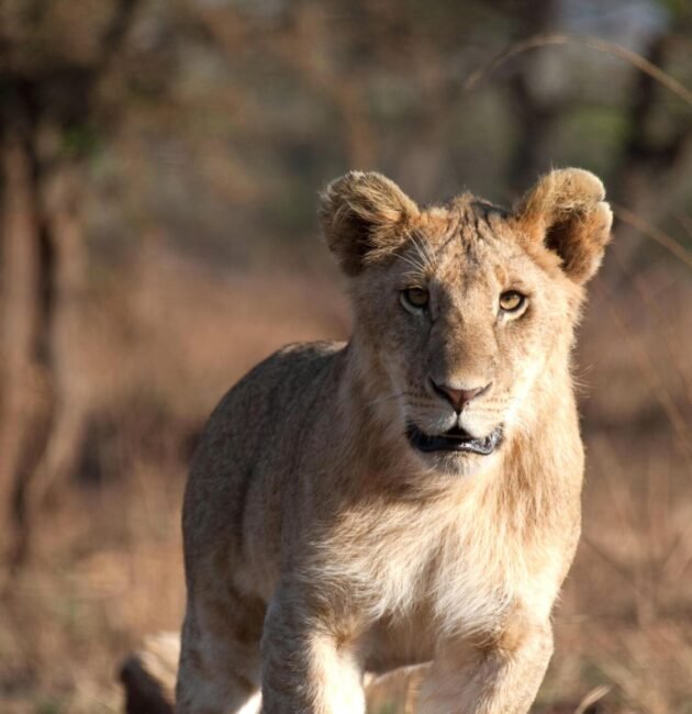 6 Days Tanzania Sharing Safari in Arusha N.P, Manyara, Tarangire, Serengeti & Ngorongoro