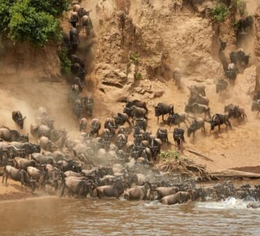 Exclusive 4 Days Serengeti Migration Safari