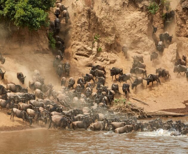 4-Days Serengeti Migration Safari in 2025