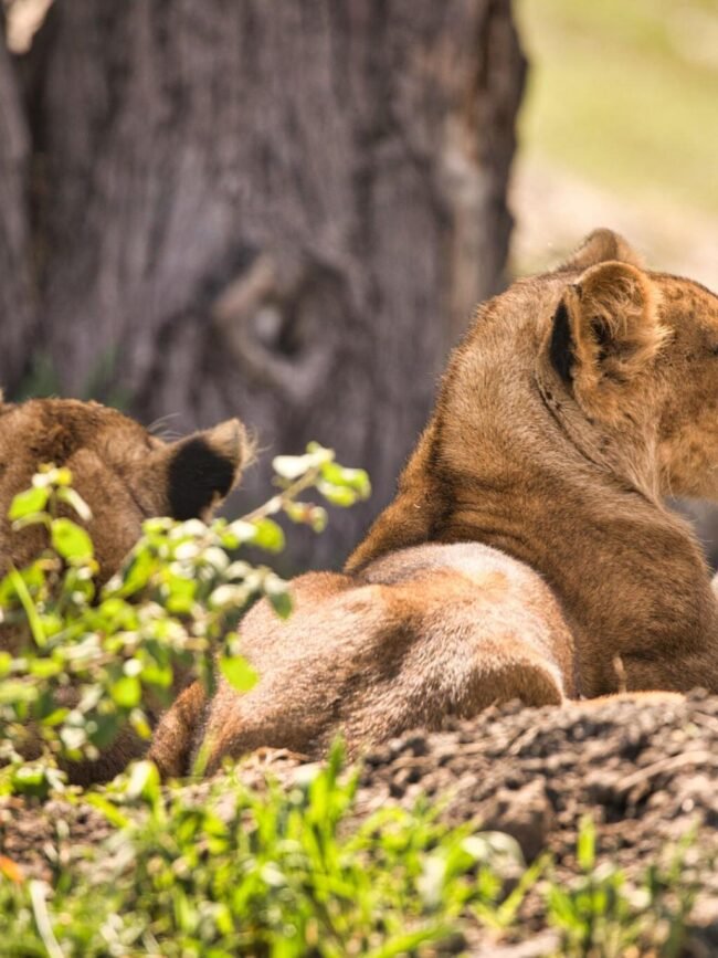 What is the best option, private or group Tanzania safari?