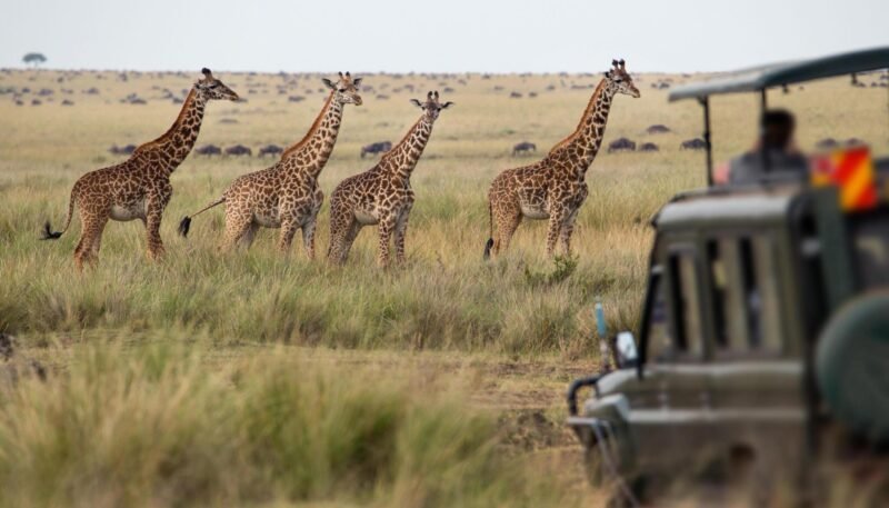 Design a Tanzania Safari online: