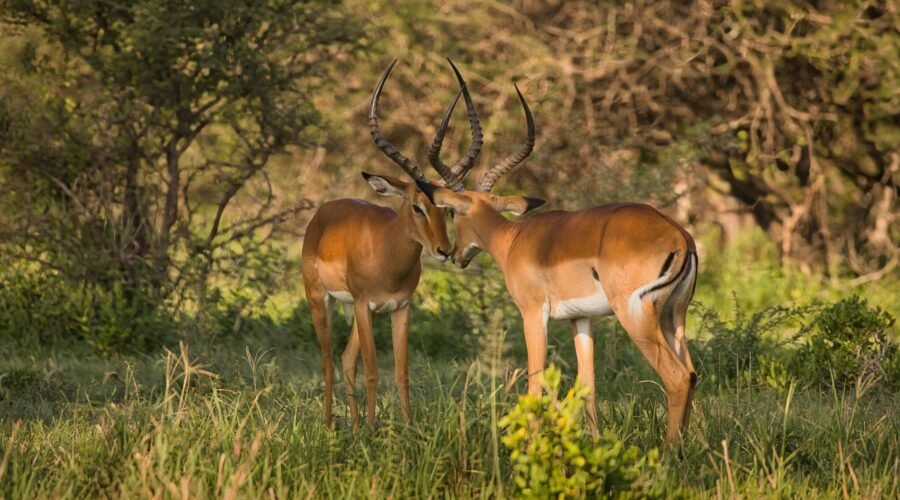 Complete 10-days Tanzania Safari 2025/2027