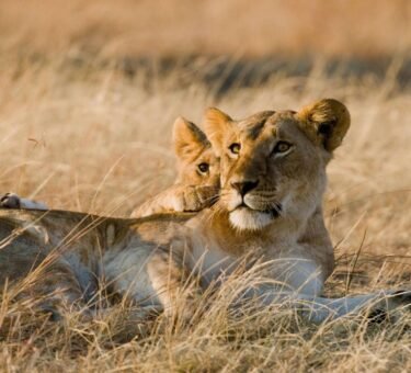 Safari in June-When to go to Africa