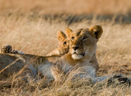 Best Time To Visit Serengeti: A Wildlife Adventure Like No Other