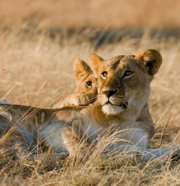 Best Time To Visit Serengeti: A Wildlife Adventure Like No Other