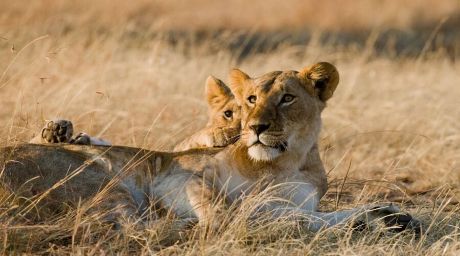 Best Time To Visit Serengeti: A Wildlife Adventure Like No Other