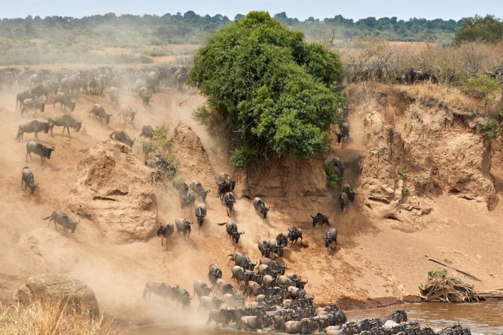 Guide to Great Serengeti Wildebeests Migration