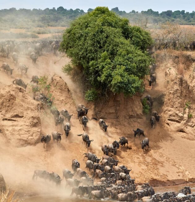 Guide to Great Serengeti Wildebeests Migration
