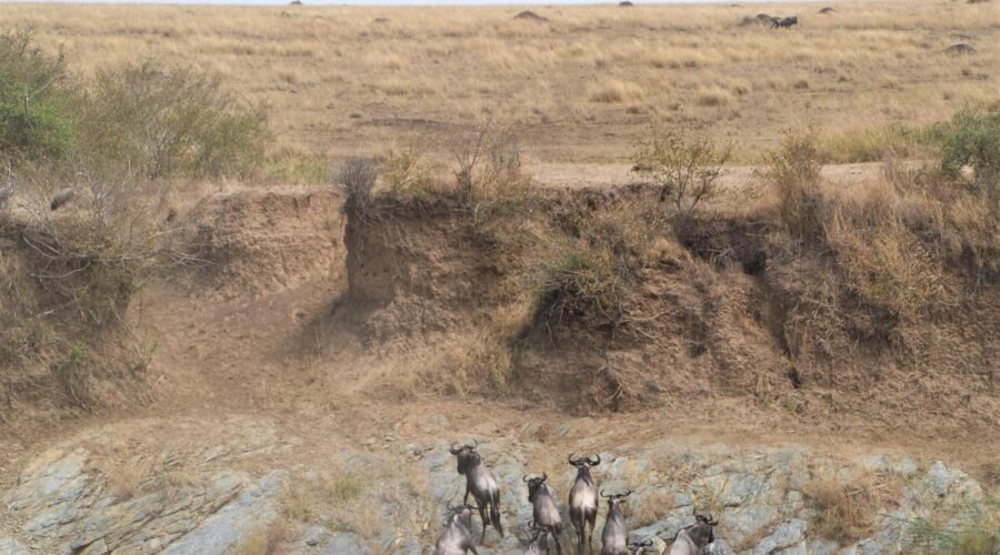 All You Need to Know About the Great Migration.