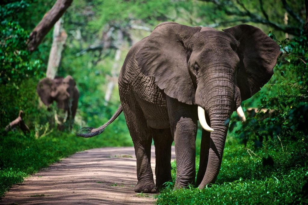 The Ultimate Tanzania Safari Guide 2027–2028: Best Places, Wildlife, Costs and Travel Tips The Ultimate Tanzania Safari Guide 2027–2028: Best Places, Wildlife, Costs and Travel Tips