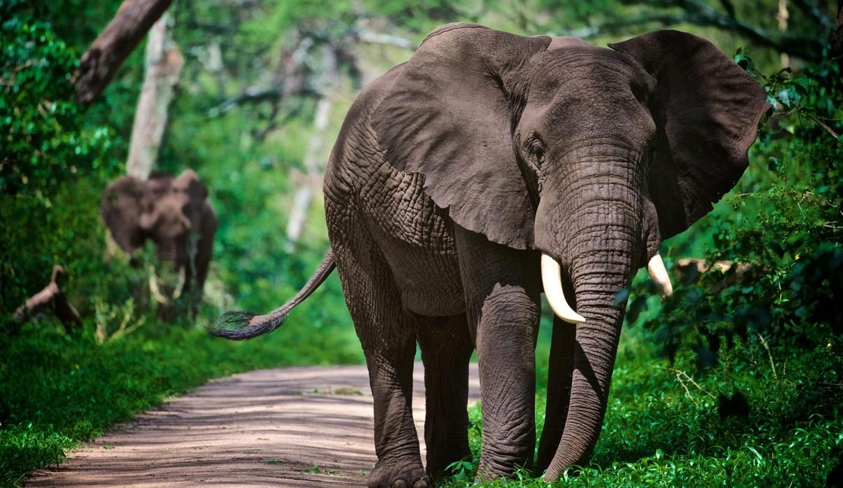 The Ultimate Tanzania Safari Guide 2027–2028: Best Places, Wildlife, Costs and Travel Tips