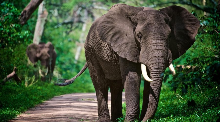 The Ultimate Tanzania Safari Guide 2027–2028: Best Places, Wildlife, Costs and Travel Tips