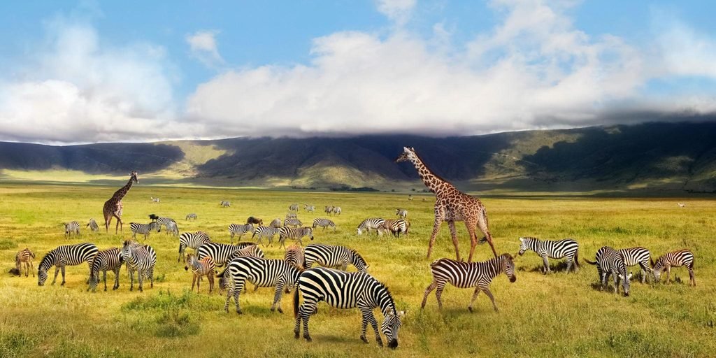 Best 2-Day Tarangire and Ngorongoro Crater Safari from Arusha and Moshi