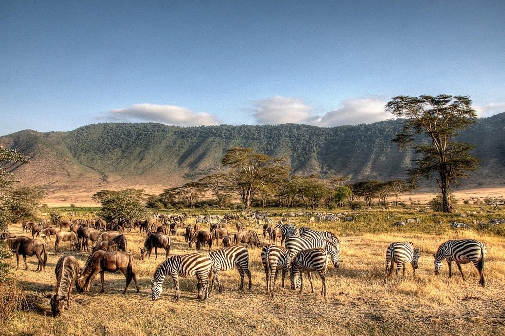 The Ultimate Tanzania Safari Guide 2027–2028: Best Places, Wildlife, Costs and Travel Tips The Ultimate Tanzania Safari Guide 2027–2028: Best Places, Wildlife, Costs and Travel Tips
