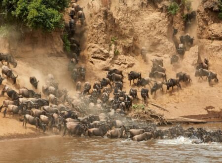 The best 5 days Serengeti migration safari