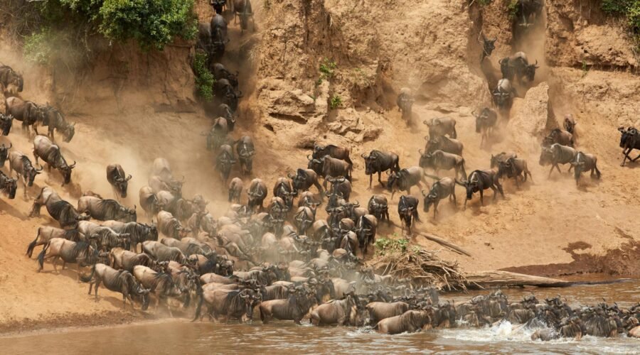 The best 5 days Serengeti migration safari