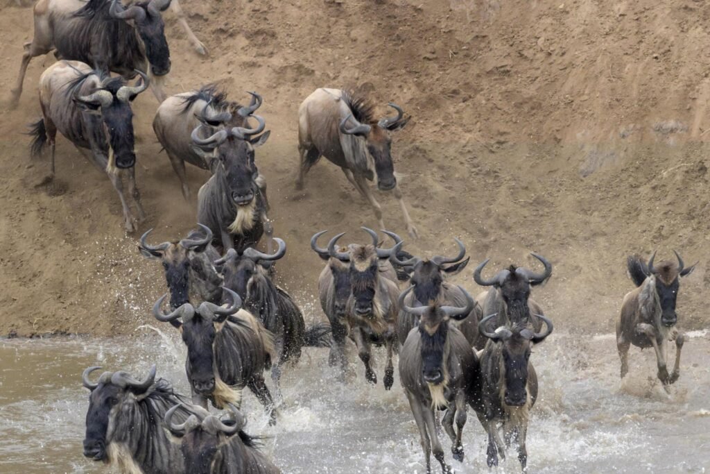 9 days Serengeti wildebeest migration