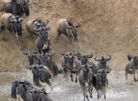 5-DAYS SERENGETI MIGRATION SAFARI