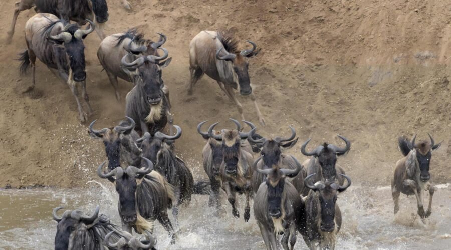 5-DAYS SERENGETI MIGRATION SAFARI