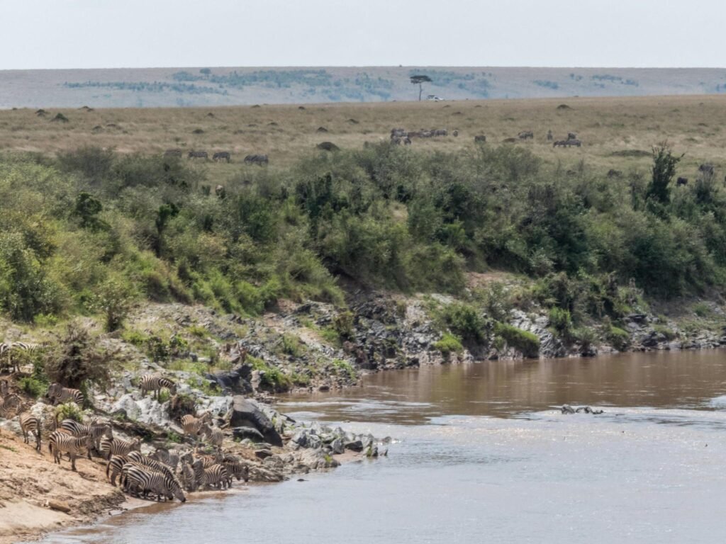 6 days Serengeti Wildebeest Migration Safari