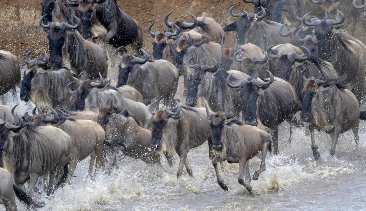 4-DAYS SERENGETI GREAT WILDEBEEST MIGRATION