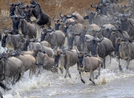 4-DAYS SERENGETI GREAT WILDEBEEST MIGRATION