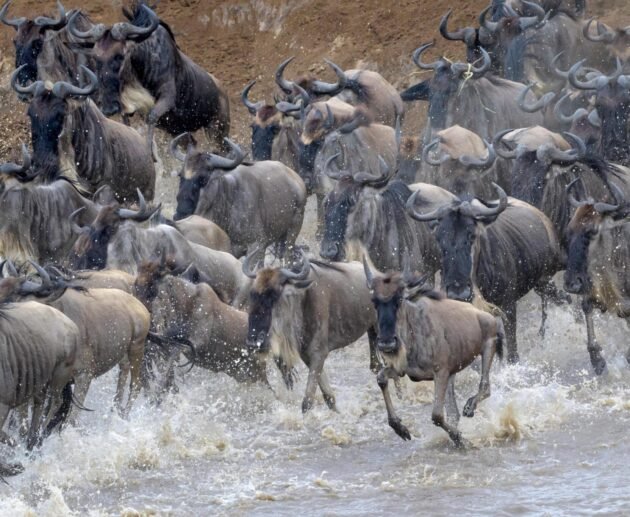 4-DAYS SERENGETI GREAT WILDEBEEST MIGRATION