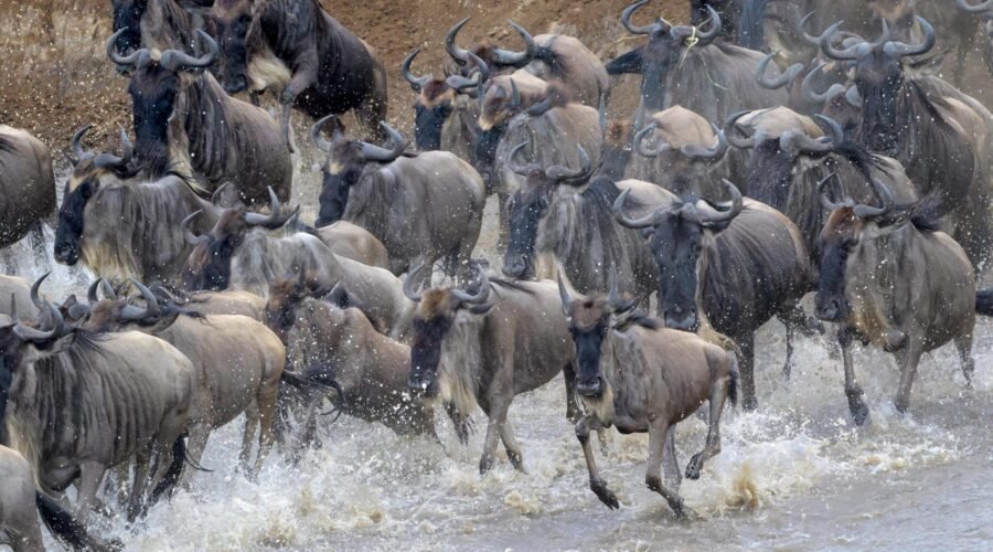 4-DAYS SERENGETI GREAT WILDEBEEST MIGRATION