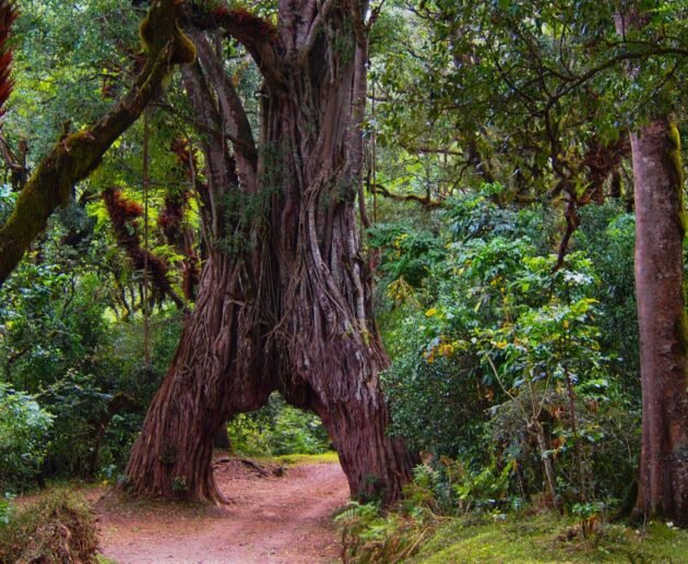 The best 1 day Mount Meru hiking from Arusha or Moshi in 2025, 2026, and 2027 : Inclusive Park Fees Gate transfer Ranger Guide Porters Lunches Crew wages Tax The best 1 day Mount Meru hiking from Arusha or Moshi in 2025, 2026, and 2027